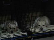 ファイル 1092-1.jpg