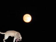 ファイル 1127-1.jpg