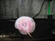 ファイル 1294-1.jpg