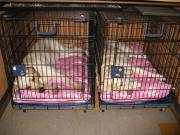 ファイル 1296-2.jpg