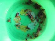 ファイル 1425-3.jpg