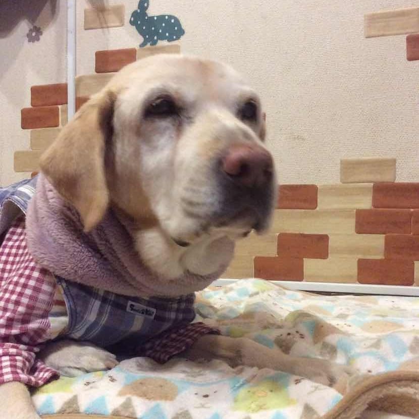 30571752_997657450397979_835047448861736960_n.jpg 30571752_997657450397979_835047448861736960_n.jpg