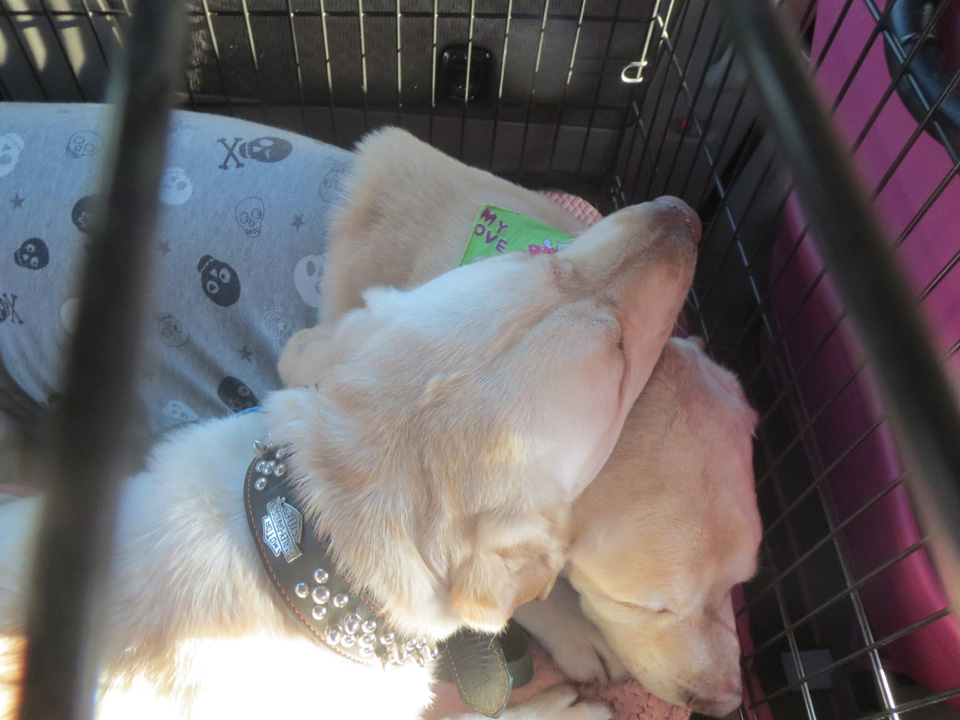 IMG_7868.jpg IMG_7868.jpg