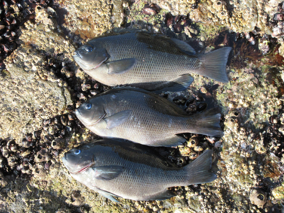 IMG_0135.jpg IMG_0135.jpg