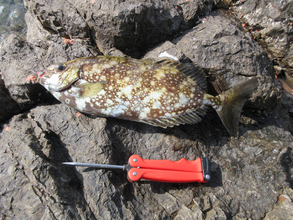 IMG_0218.jpg IMG_0218.jpg