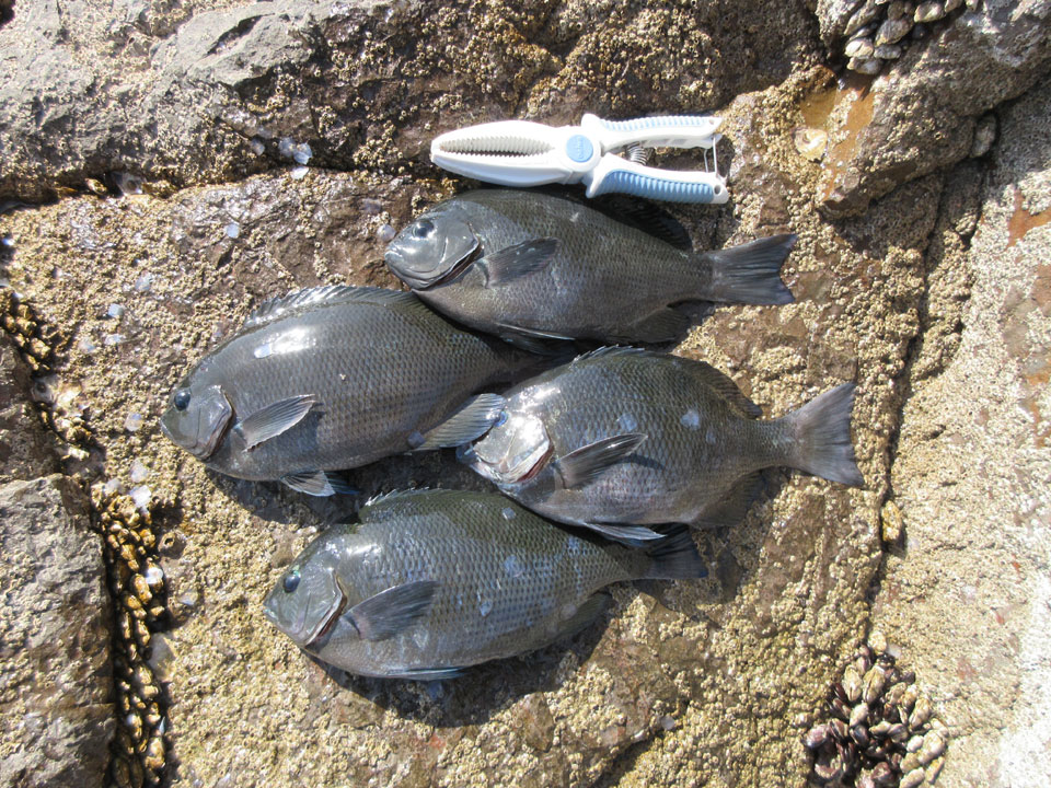 IMG_0221.jpg IMG_0221.jpg