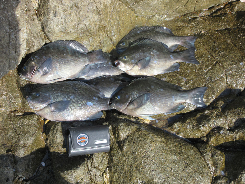 IMG_0304.jpg IMG_0304.jpg