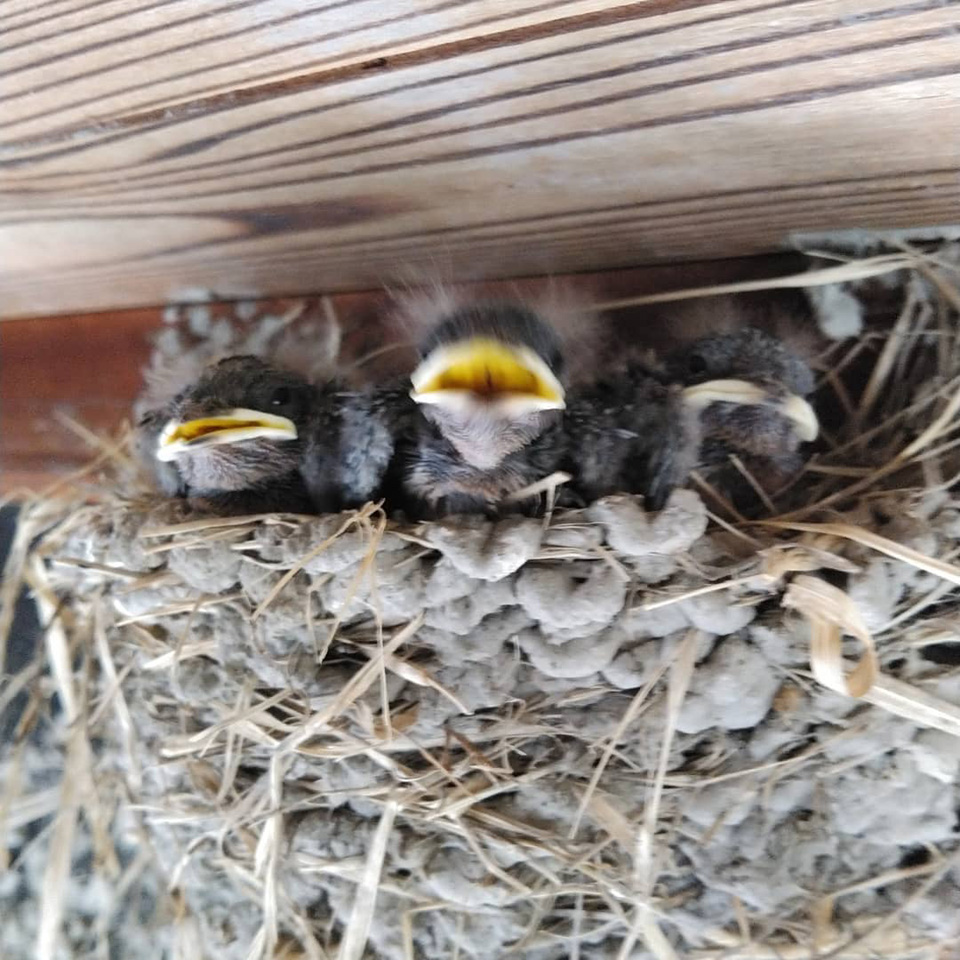 110148364_2994516050658709_.jpg 110148364_2994516050658709_.jpg