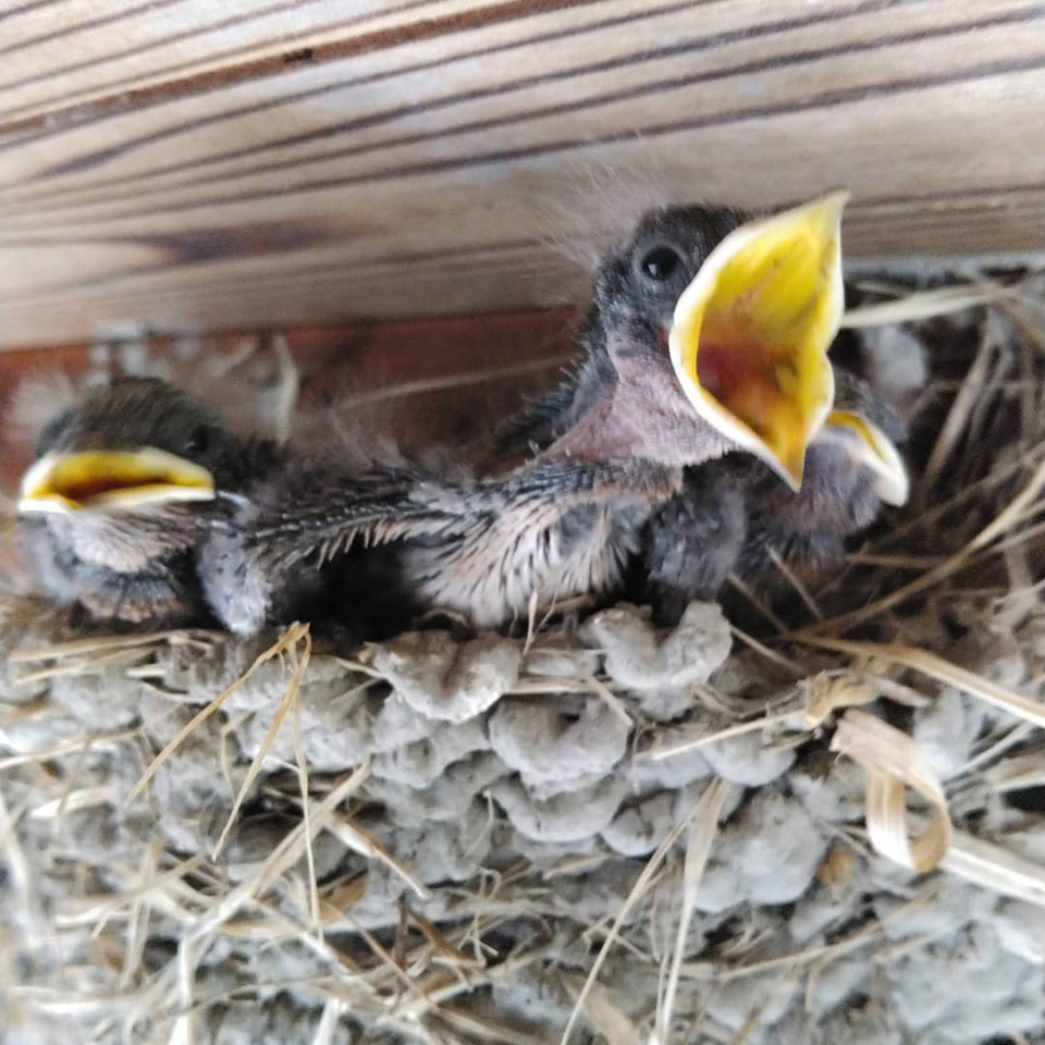 110315106_2994516077325373_.jpg 110315106_2994516077325373_.jpg