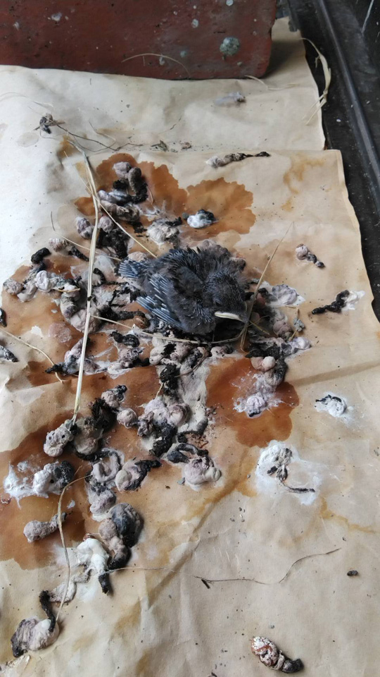 timeline_20200725_225833.jpg timeline_20200725_225833.jpg