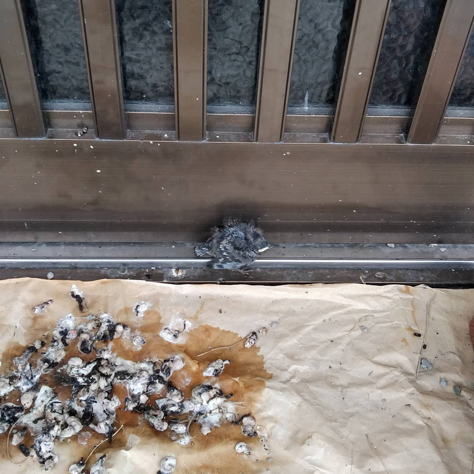 113704533_2997852863658361_.jpg 113704533_2997852863658361_.jpg