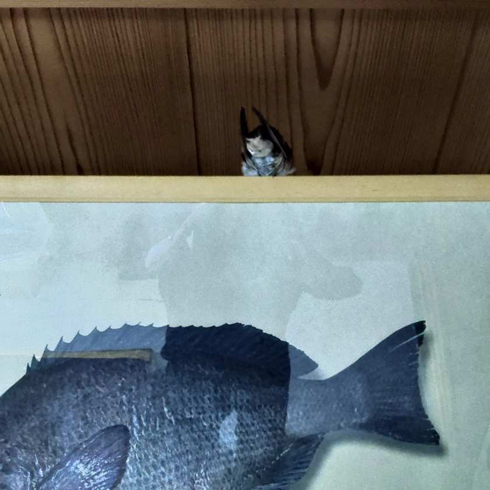 IMG_20220608_230012_876.jpg IMG_20220608_230012_876.jpg