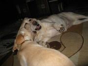 ファイル 1000-4.jpg