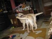 ファイル 1000-5.jpg