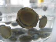 ファイル 1002-3.jpg