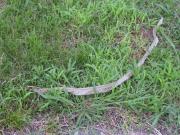 ファイル 1010-1.jpg