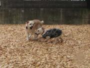 ファイル 1015-3.jpg