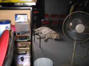 ファイル 1054-4.jpg