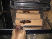 ファイル 1060-1.jpg