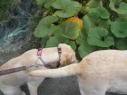 ファイル 1062-2.jpg