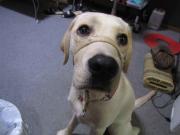 ファイル 1066-2.jpg