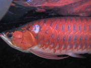 ファイル 1074-1.jpg