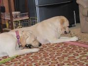 ファイル 1083-1.jpg