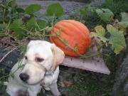 ファイル 1089-1.jpg