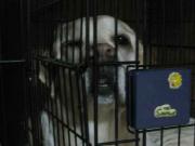 ファイル 1094-1.jpg