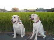 ファイル 1099-1.jpg