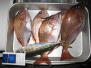 ファイル 1105-3.jpg