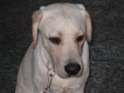 ファイル 1113-1.jpg