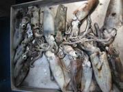 ファイル 1115-3.jpg