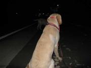 ファイル 1128-5.jpg