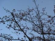 ファイル 1130-3.jpg