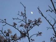 ファイル 1130-4.jpg