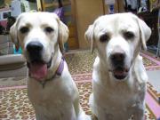 ファイル 1132-1.jpg