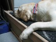 ファイル 1146-4.jpg