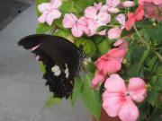 ファイル 1147-1.jpg