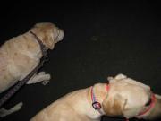 ファイル 1154-2.jpg