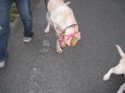 ファイル 1158-2.jpg