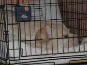 ファイル 1161-1.jpg