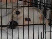 ファイル 1161-3.jpg