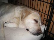 ファイル 1169-1.jpg