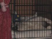 ファイル 1171-1.jpg