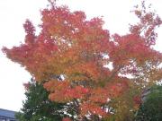 ファイル 1183-1.jpg