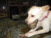 ファイル 1184-2.jpg