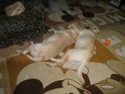 ファイル 1189-1.jpg