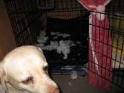 ファイル 1207-1.jpg