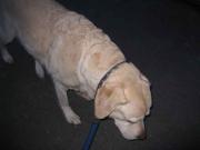 ファイル 1217-1.jpg